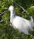 Snowy Egret in breeding plumage