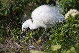 Snowy Egret and egg