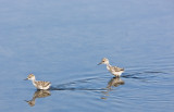 Black-necked Stilt,babies