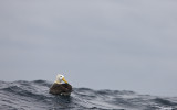 Waved Albatross