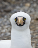 Nazca Booby