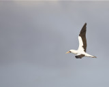 Nazca Booby in flight