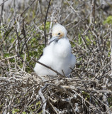 Great  Frigatebird,chick