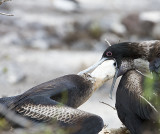 2.Great  Frigatebird,juvenile feeds from mom