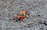 Sally-lightfoot Crabs
