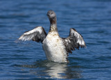 Red-throated Loon Stretches