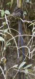 Lyre-tailed Nightjar with almost full tail