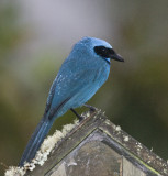 Turquoise Jay