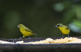 Thick-billed Euphonia,female and male pair