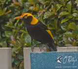 Regent Bowerbird