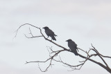 Little Crows