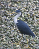 Pied Heron