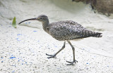 Whimbrel