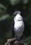 Little Pied Cormorant