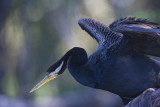 Australian Darter