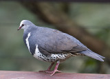 Wonga Pigeon