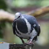 Wonga Pigeon