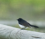 Willy Wagtail