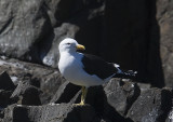 Pacific Gull