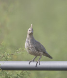 Scaled Quail