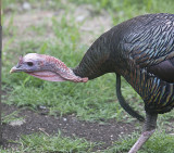 Wild Turkey