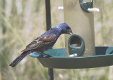 Blue Grosbeak