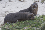 Australia Fur Seal babies