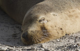 Australia Fur Seal male