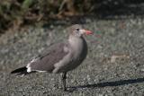 Heermanns Gull,winter nonbreeding adult