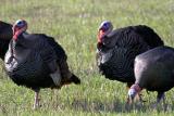 Wild Turkeys