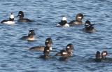 Buffleheads,two parent pairs and juveniles