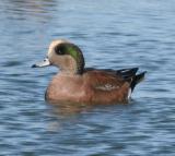 American Widgeon,male in breeding plumage