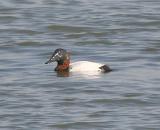 Canvasback,male with a muddy face