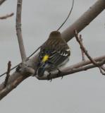 Yellow-rumped Warbler,male Audubons