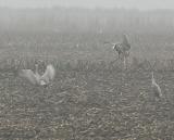 Sandhill Cranes dancing in the fog