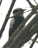 Downy Woodpecker