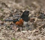 Spotted Towhee