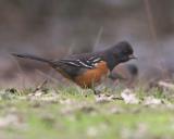 Spotted Towhee