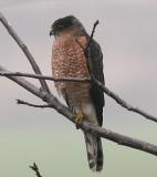 Coopers Hawk,adult male