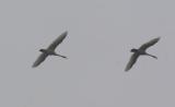Tundra Swans ,2 adults in flight