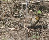 Golden-crowned Sparrow,first winter