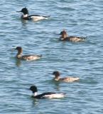 Red-breasted Merganser,three females and two males in breeding plumage