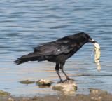 Common Raven eating