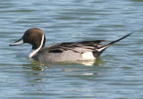 Northern Pintail,male