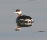 Horned Grebe,nonbreeding