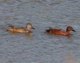 Cinnamon Teal,female and male in breeding plumage