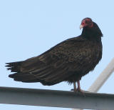 Turkey Vulture