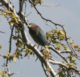 Green Heron in a tree
