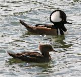 Hooded Mergansers,male and female pair