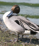 Northern Pintail,male in breeding plumage